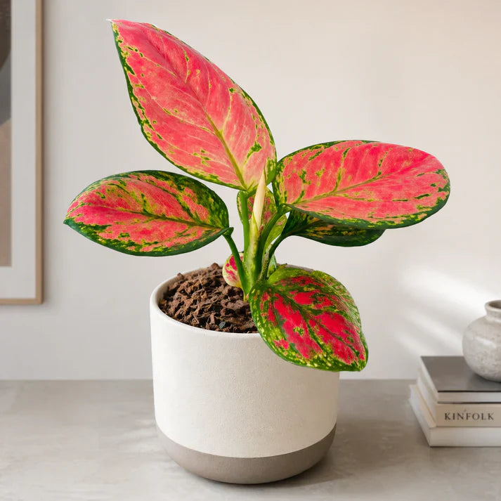 Aglaonema