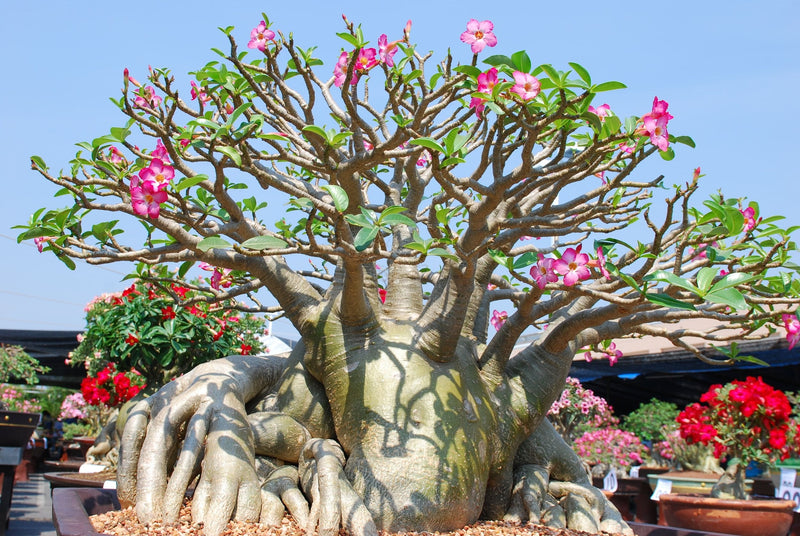 Adenium