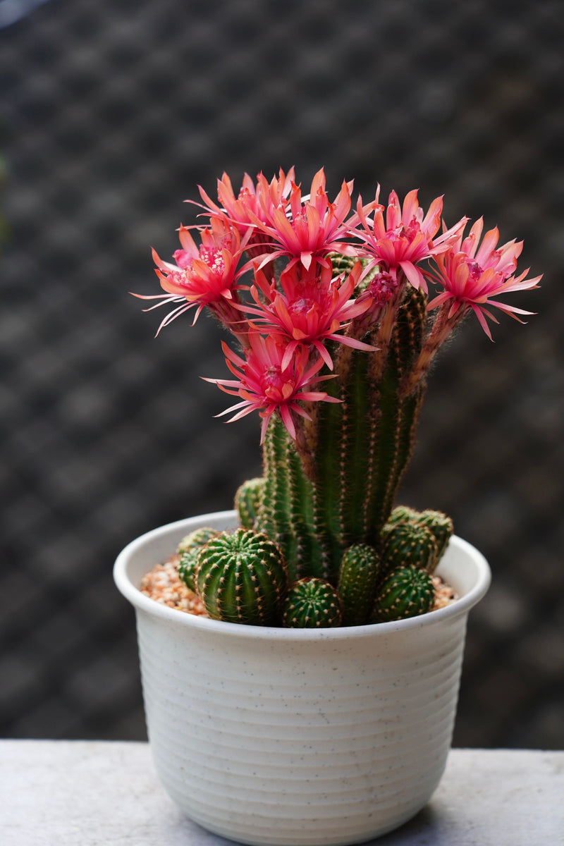 Buy Cactus Plants Online Australia