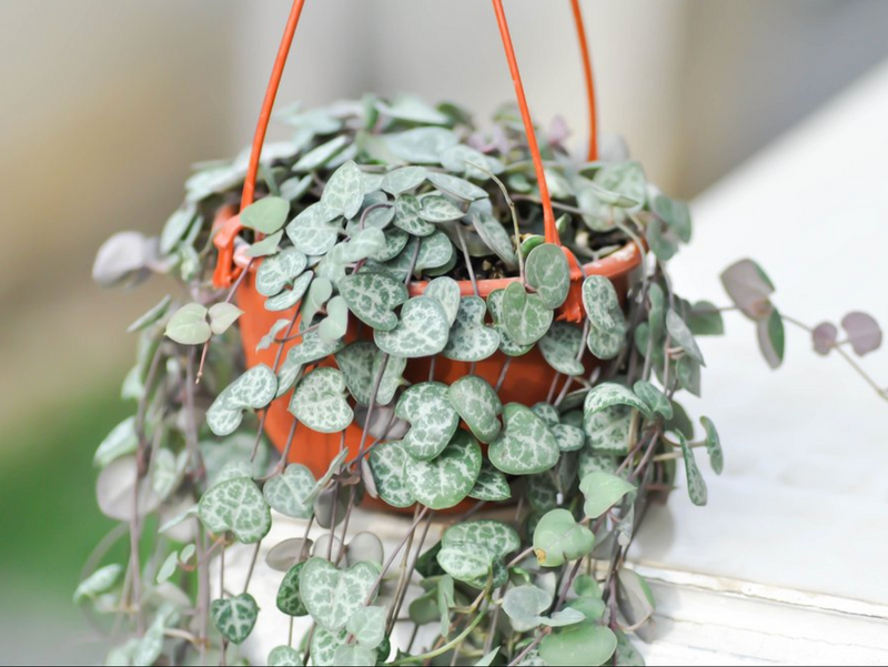 Hanging Plants