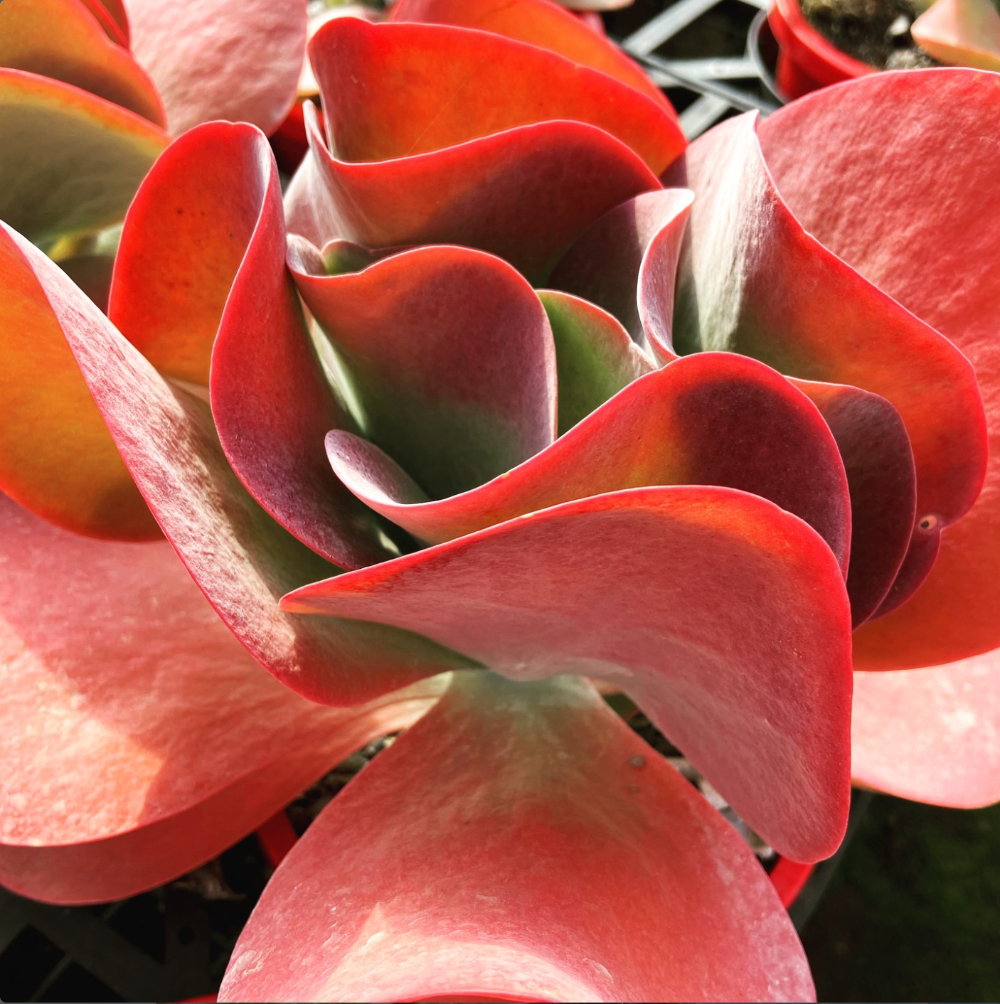 Beginner-Friendly Succulents