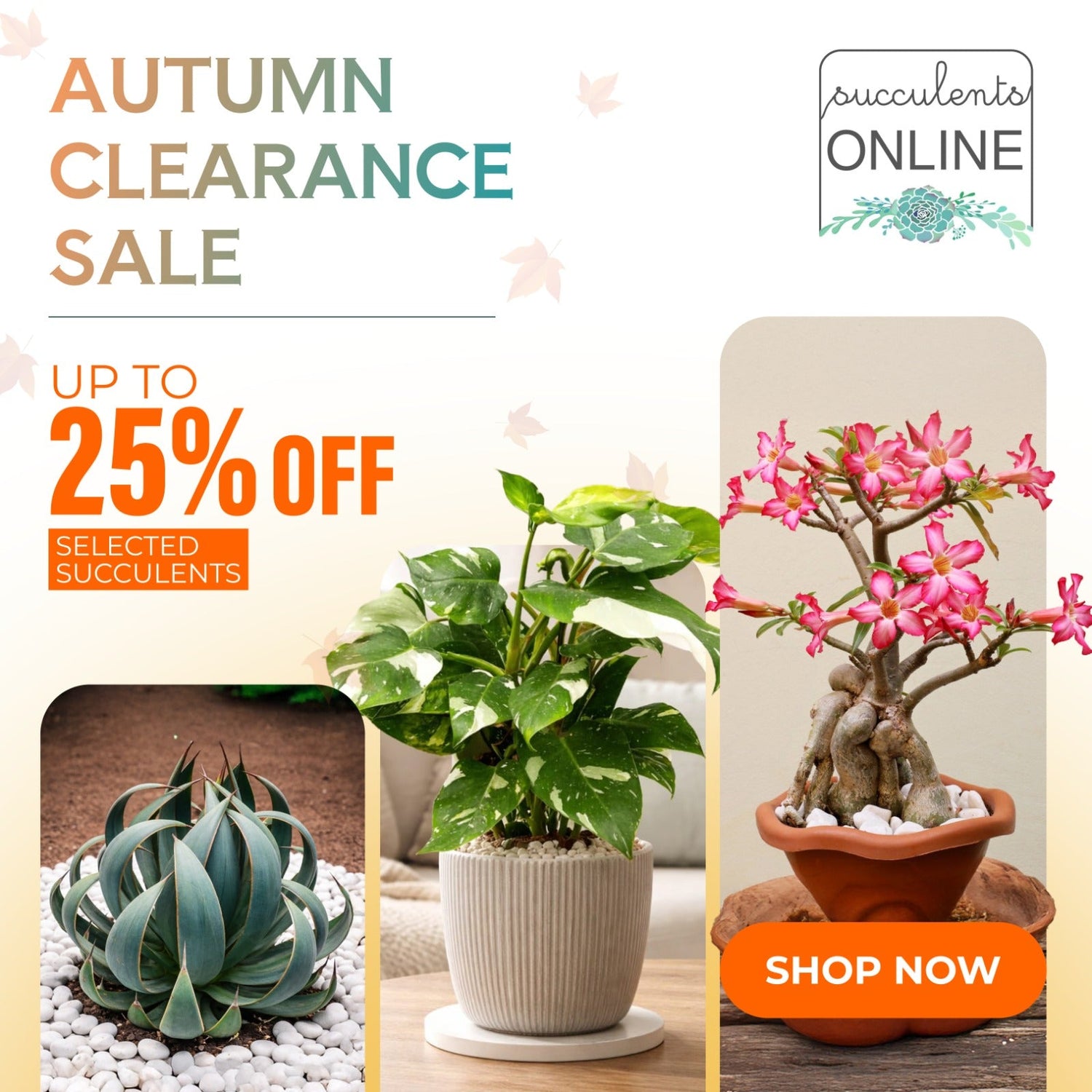 Autumn Clearance Sale : Up to 25% Off