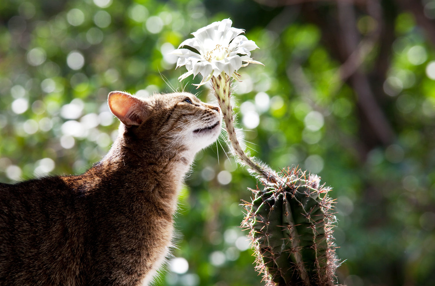 Pet-Friendly Plants