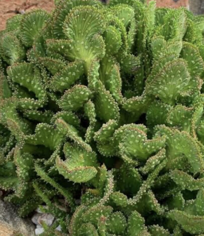crested medusa succulent Buy Euphorbia Flanaganii Crested Form
