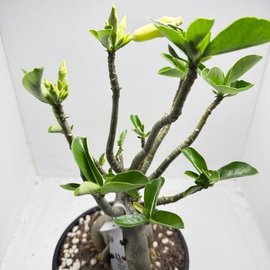 Desert Rose - Adenium Obesum- Grafted #110
