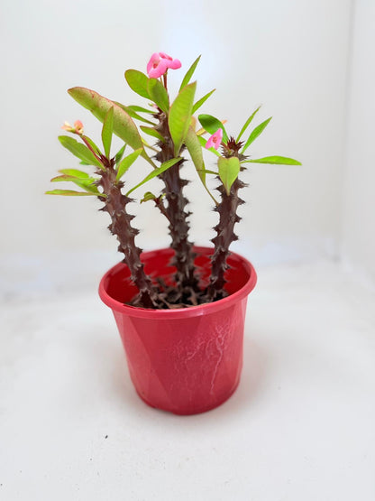 Euphorbia Milli 3 In One #131