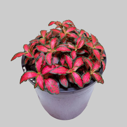 Fittonia Jungle Flame