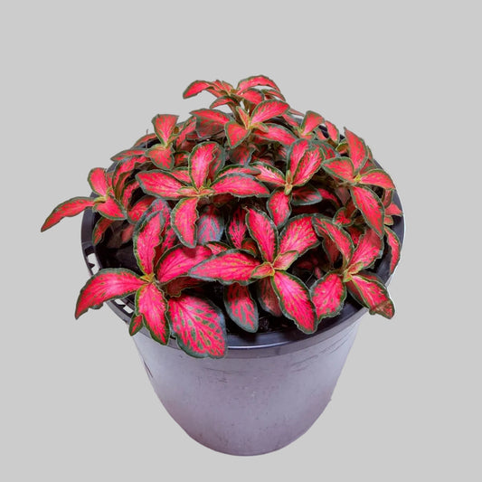 Fittonia Jungle Flame