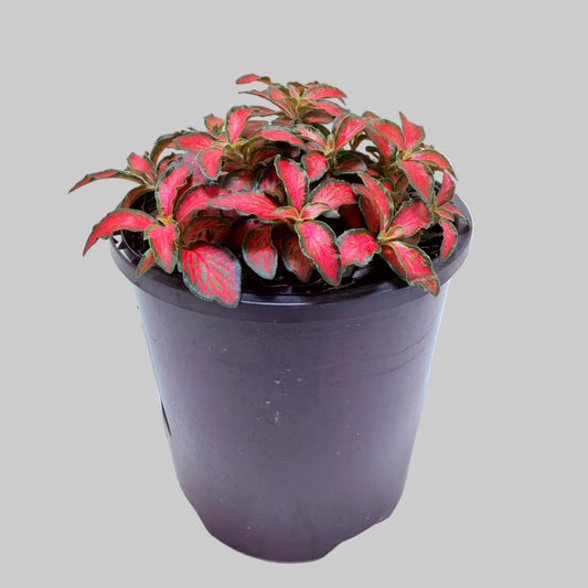 Fittonia Jungle Flame