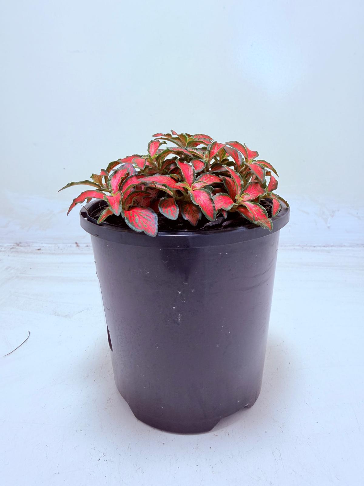 Fittonia Jungle Flame