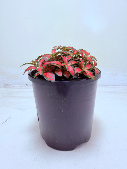 Fittonia Jungle Flame