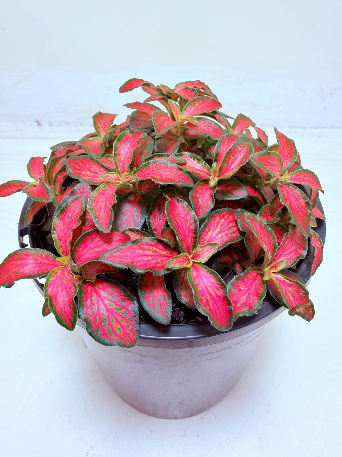Fittonia Jungle Flame