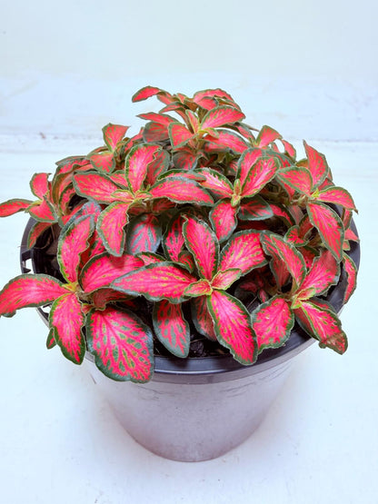 Fittonia Jungle Flame
