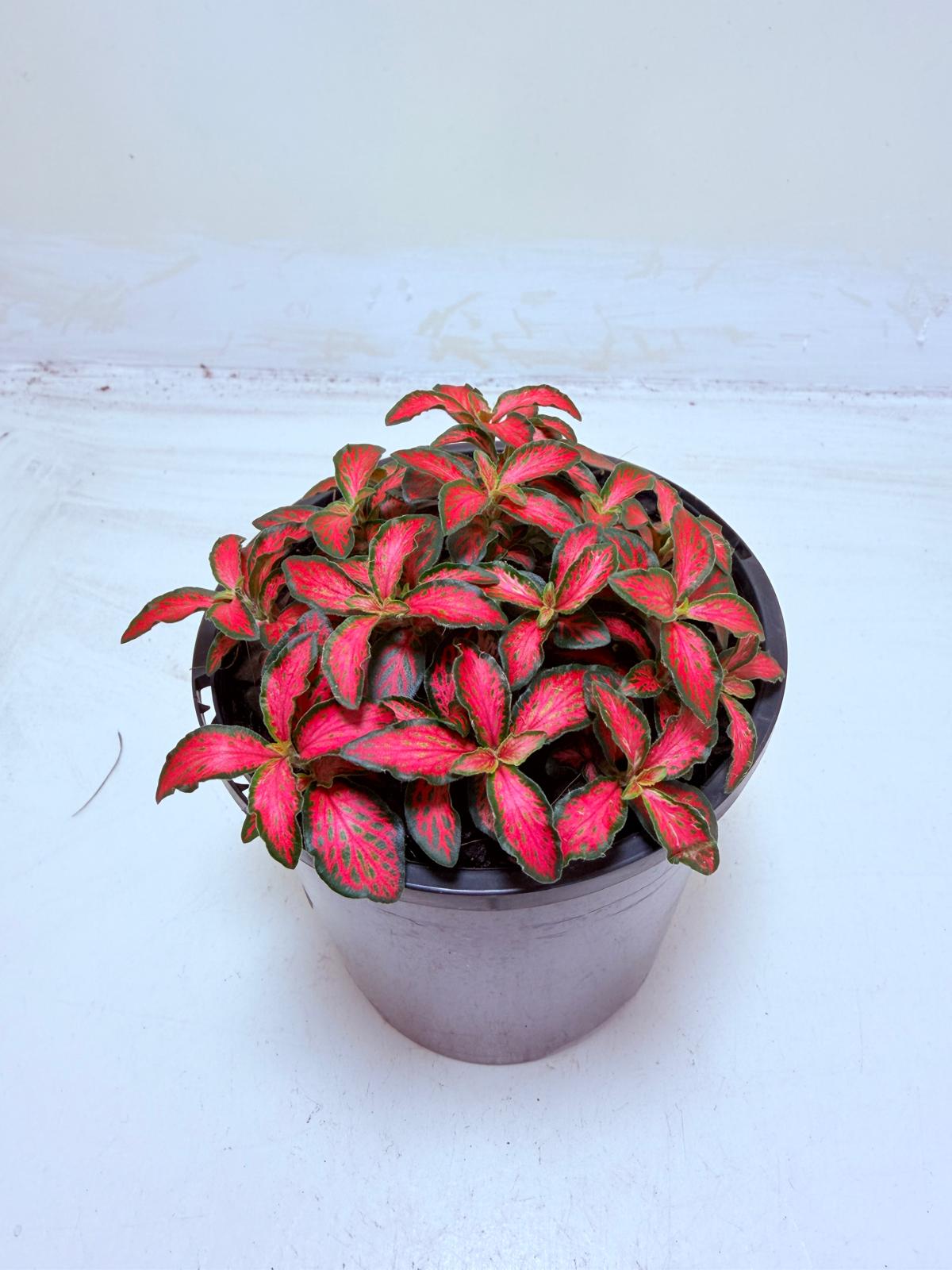 Fittonia Jungle Flame