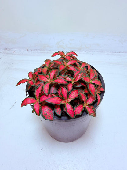 Fittonia Jungle Flame