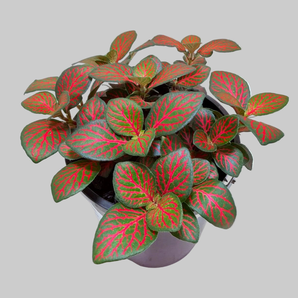 Fittonia Flammule