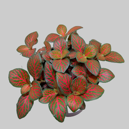 Fittonia Flammule
