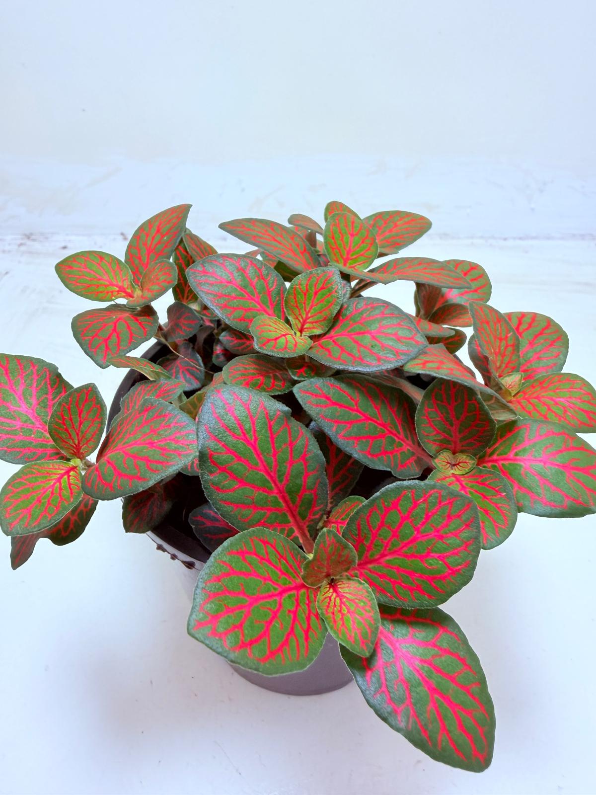 Fittonia Flammule