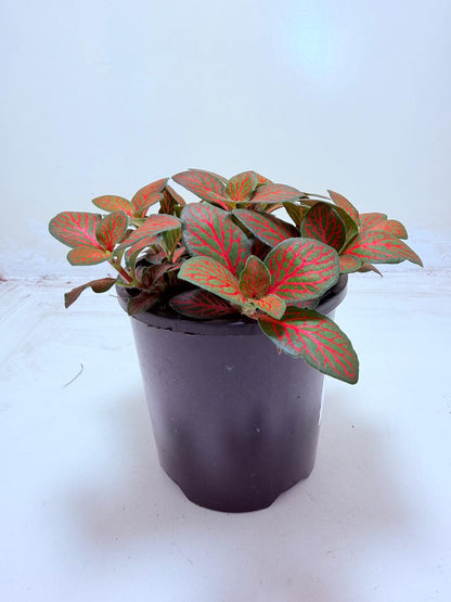 Fittonia Flammule