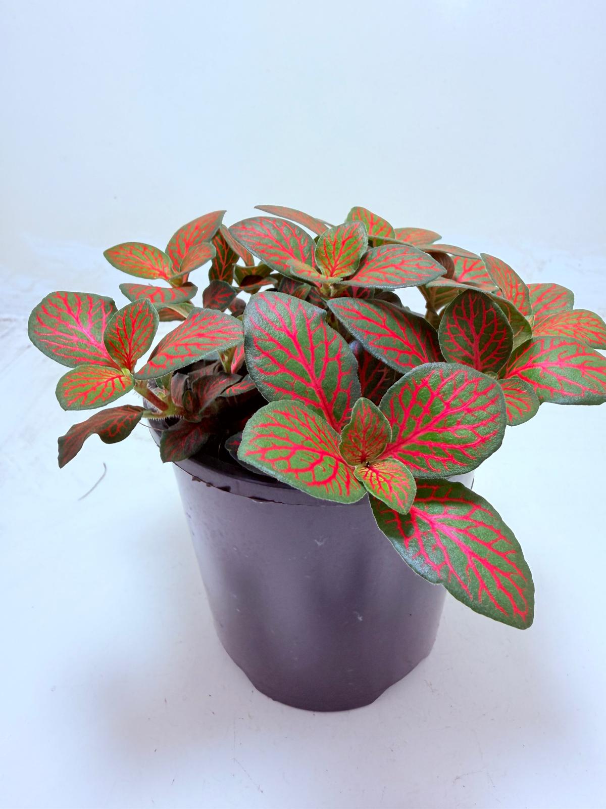 Fittonia Flammule