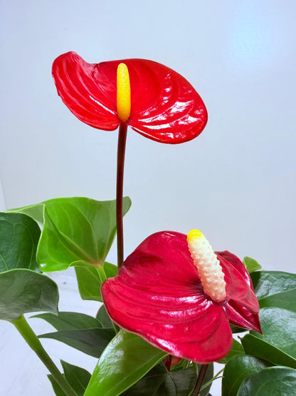 Anthurium Micra