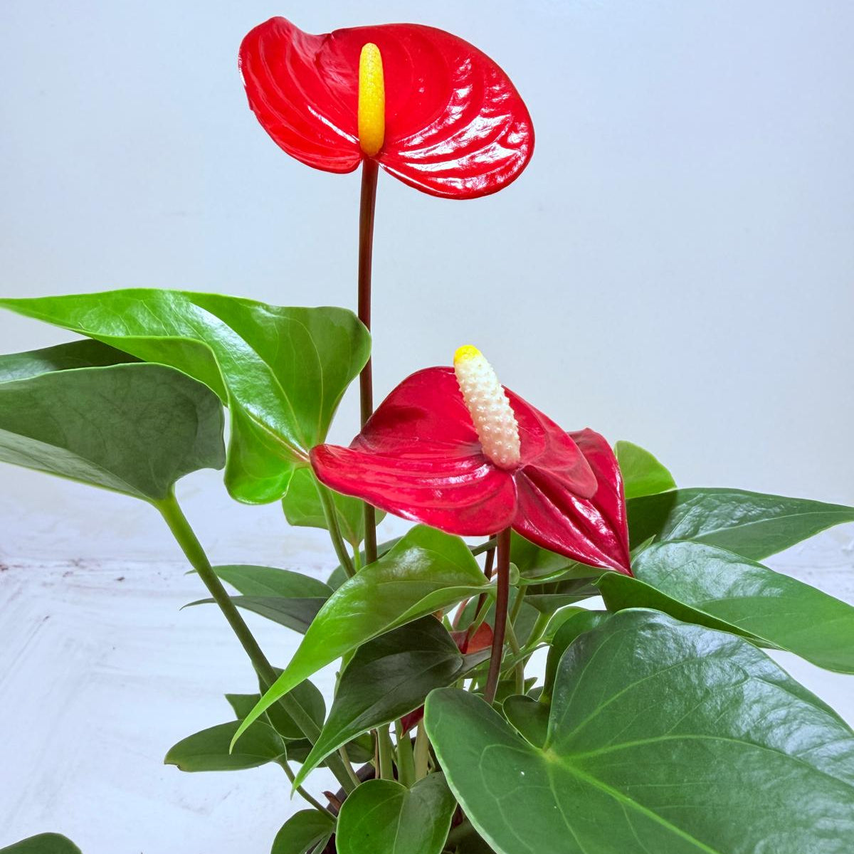 Anthurium Micra