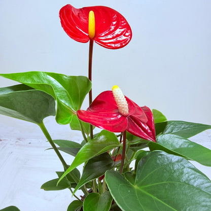 Anthurium Micra