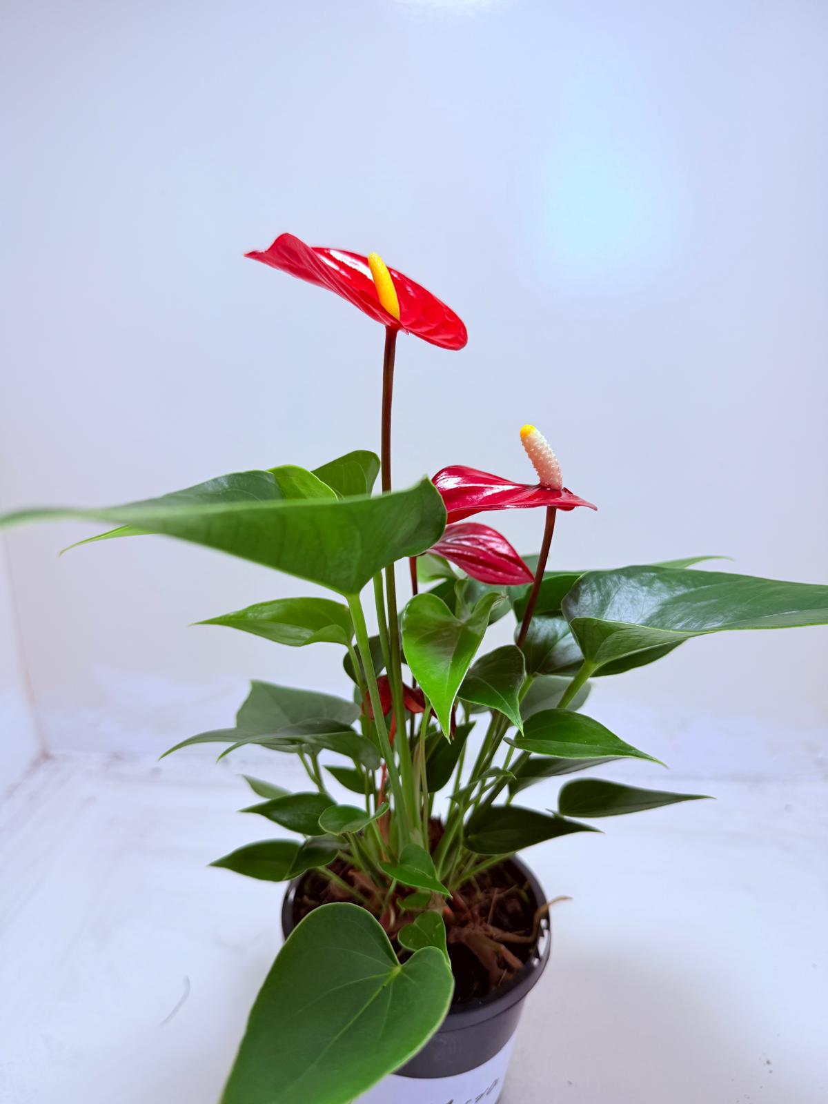 Anthurium Micra