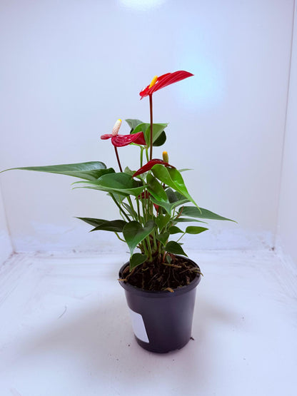 Anthurium Micra