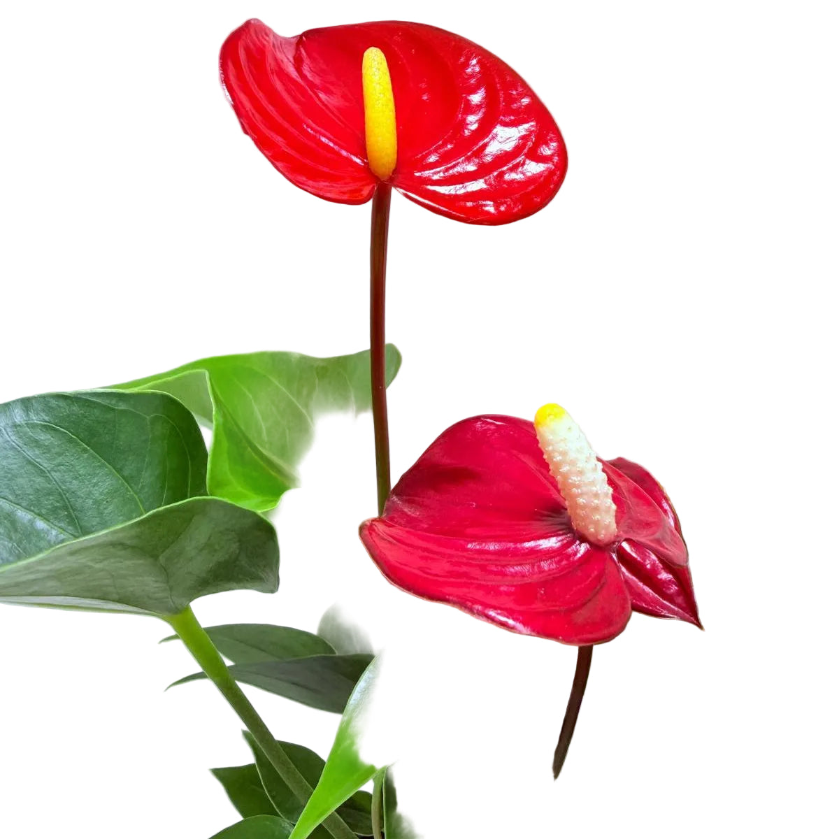 Anthurium Micra
