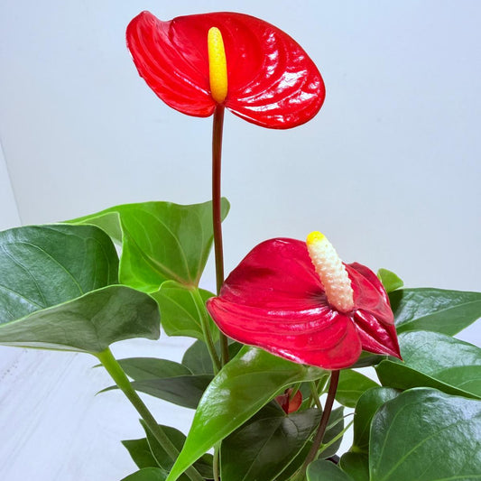 Anthurium Micra