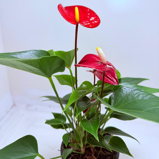 Anthurium Micra