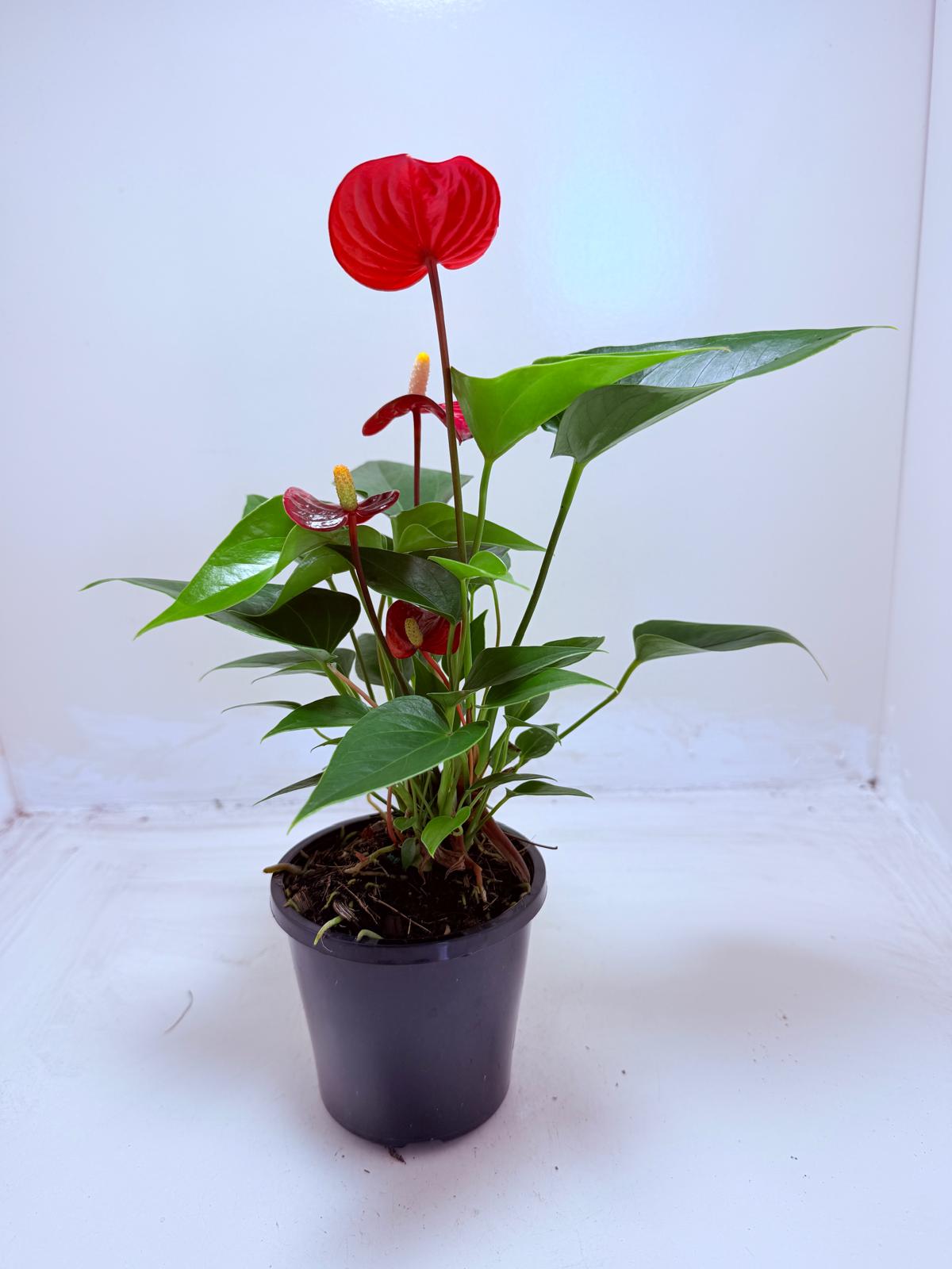 Anthurium Micra