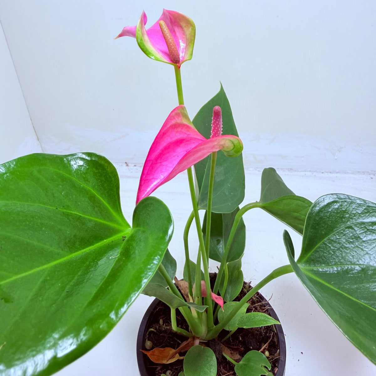 Anthurium Jolie