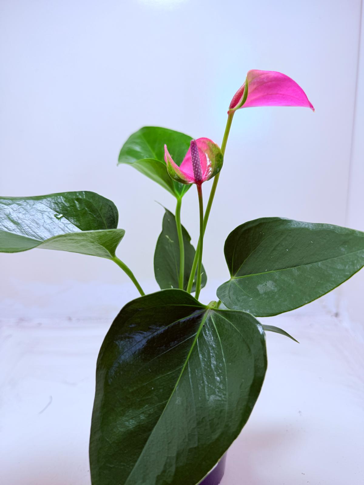 Anthurium Jolie