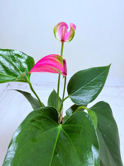 Anthurium Jolie