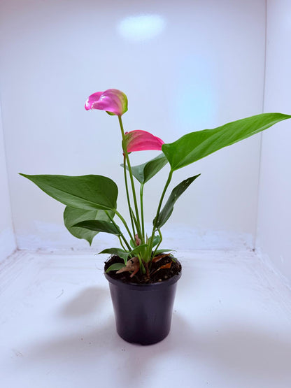 Anthurium Jolie