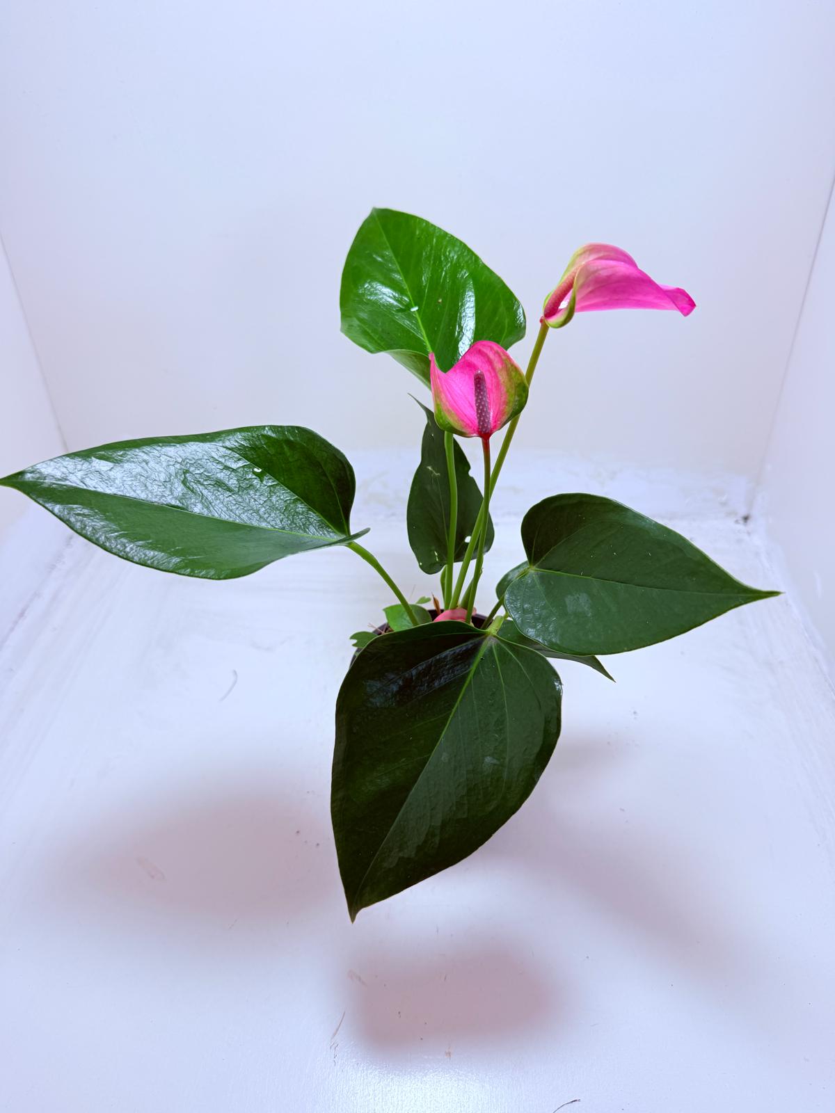 Anthurium Jolie