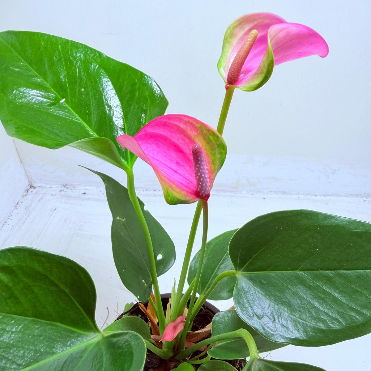 Anthurium Jolie