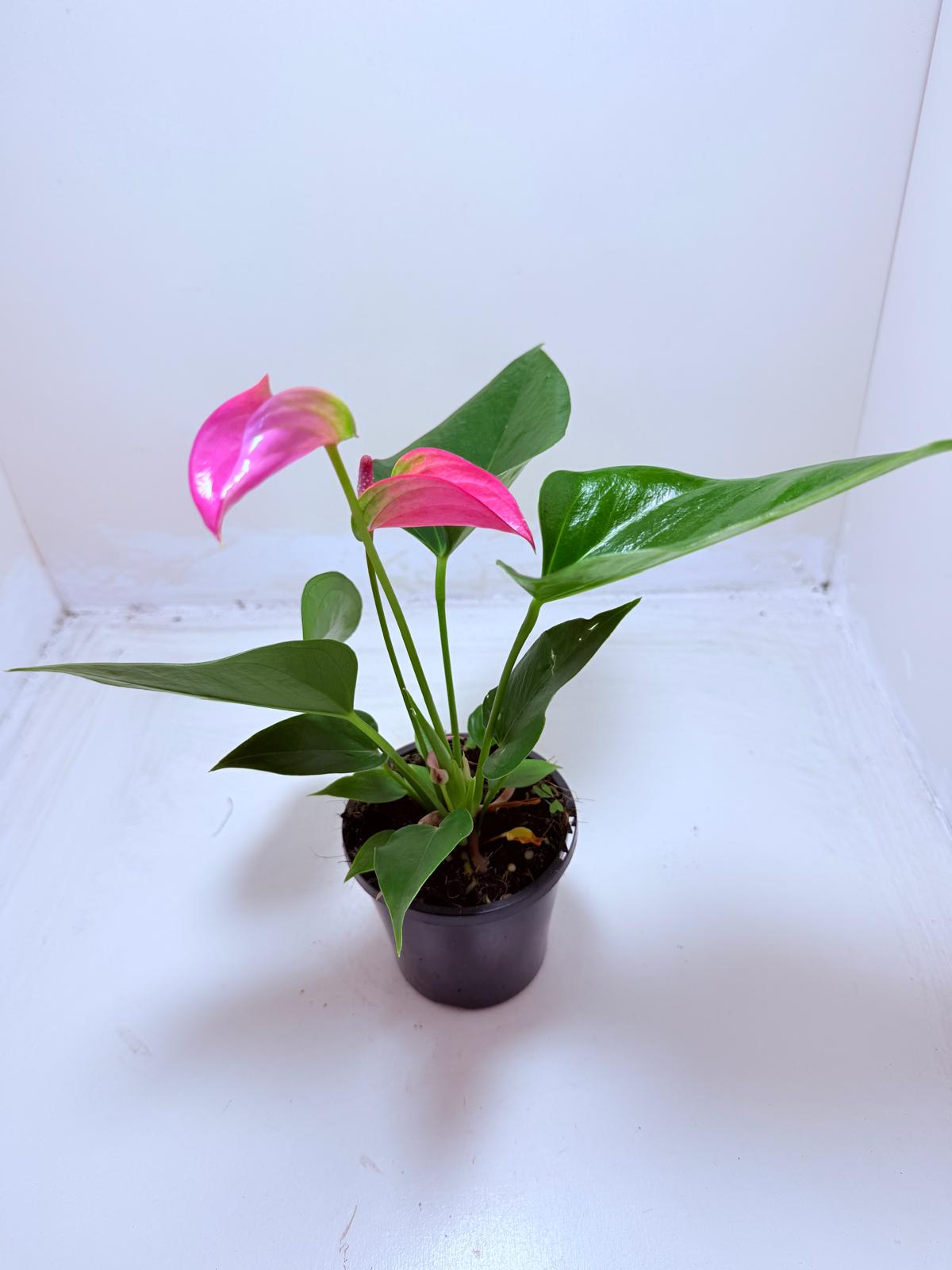 Anthurium Jolie