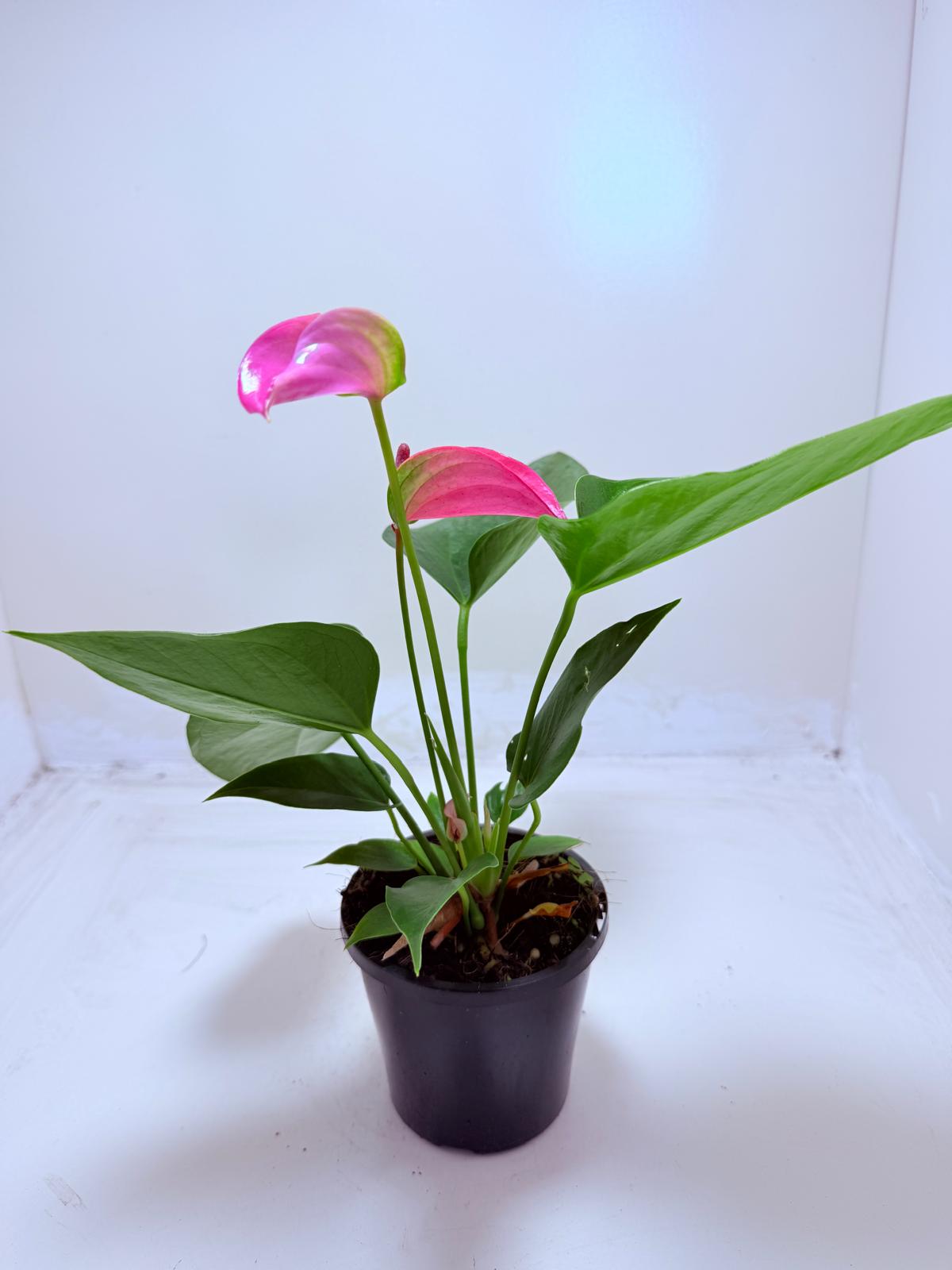 Anthurium Jolie