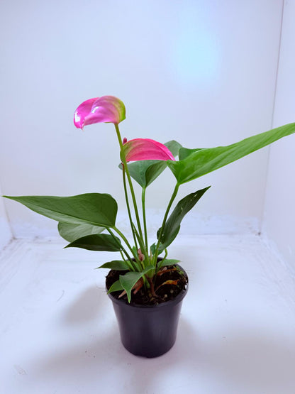 Anthurium Jolie