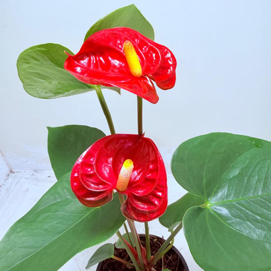 Anthurium Madural