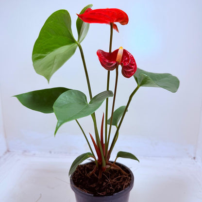 Anthurium Madural