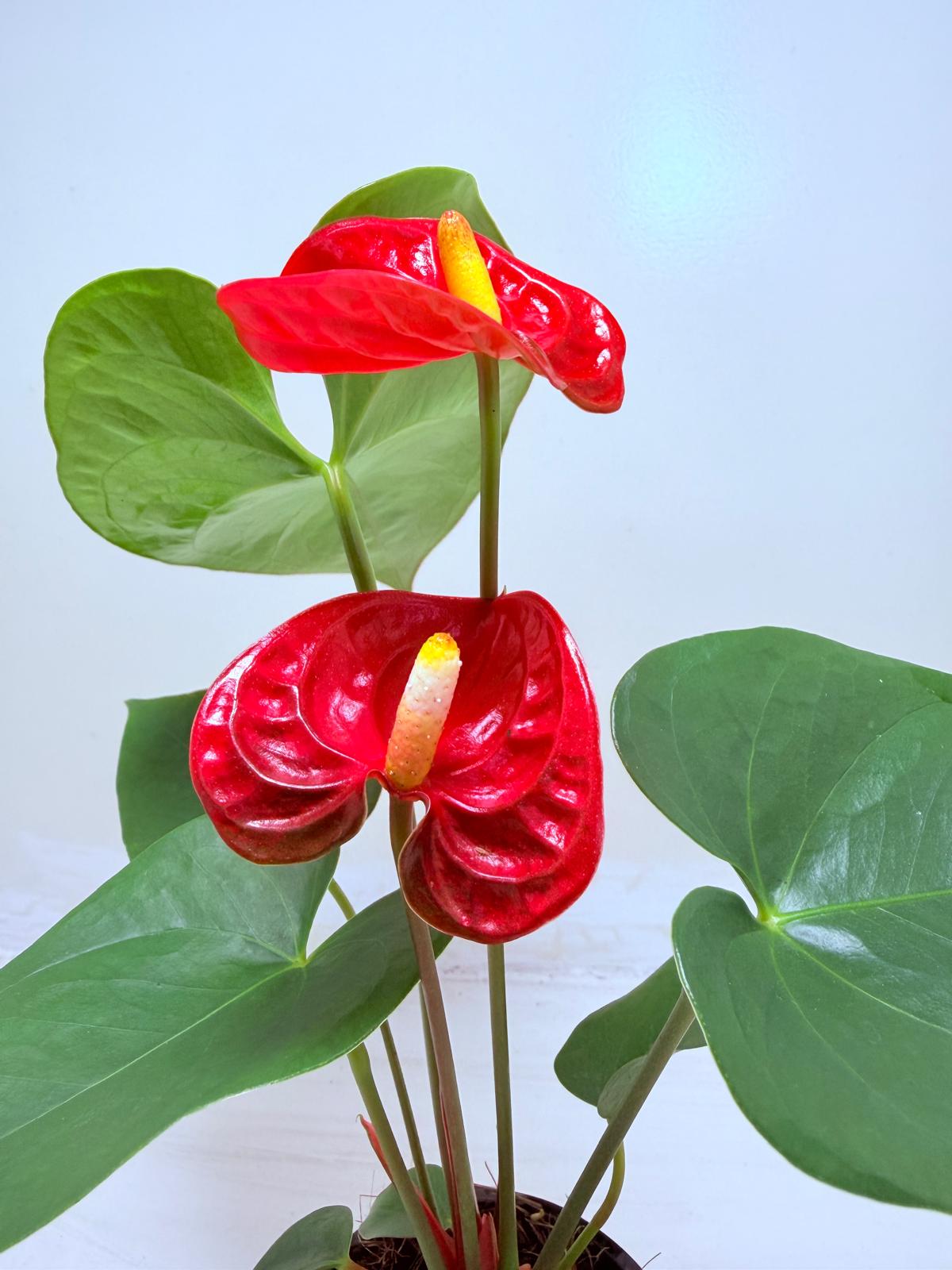 Anthurium Madural