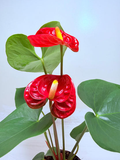 Anthurium Madural