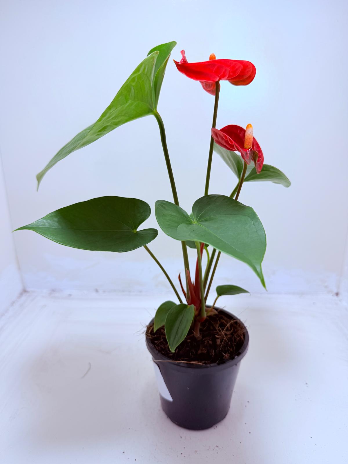 Anthurium Madural