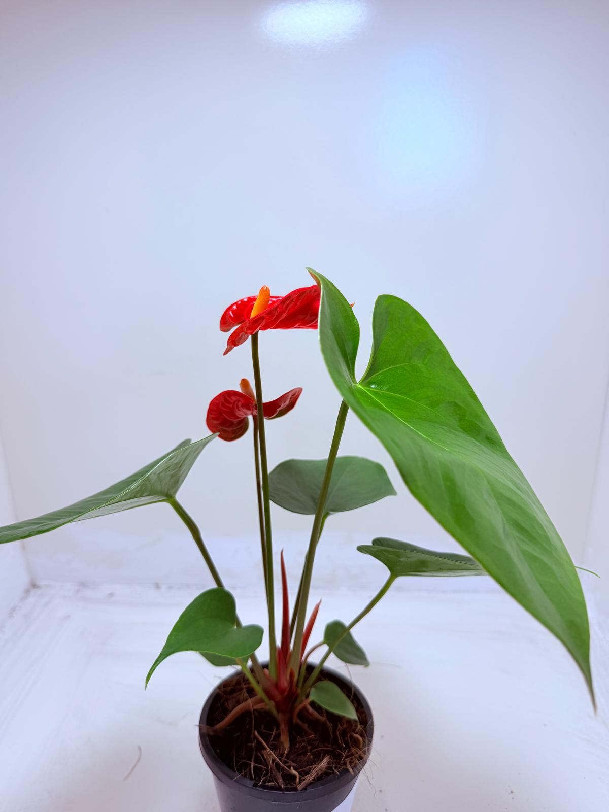 Anthurium Madural
