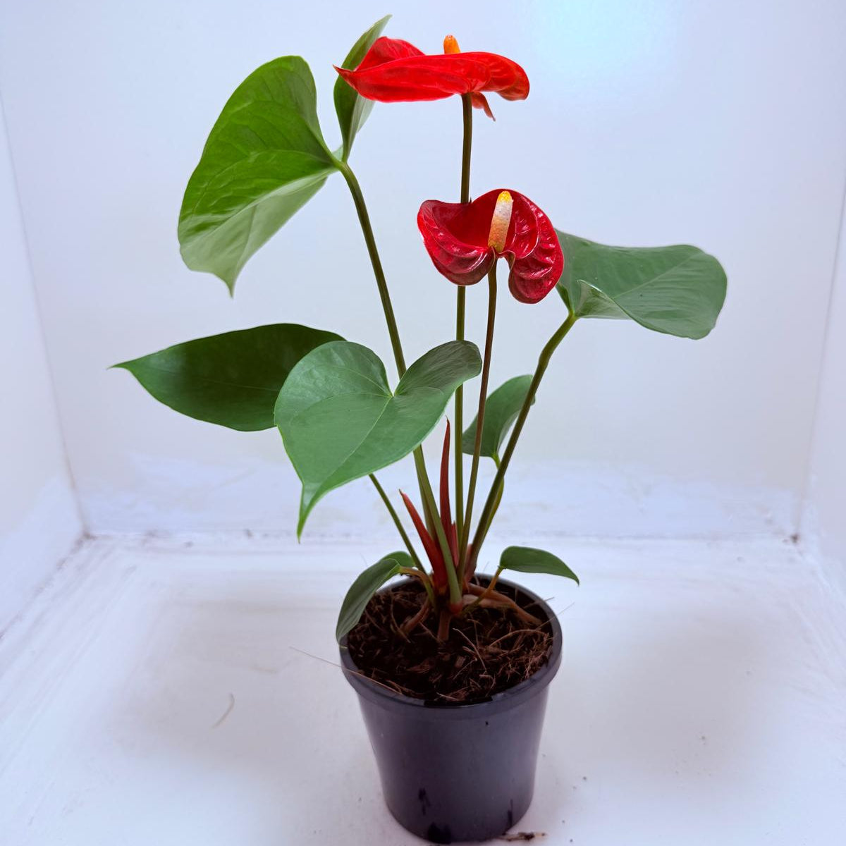Anthurium Madural