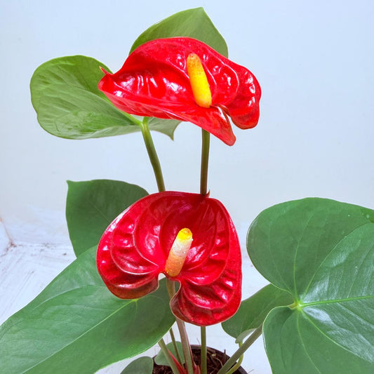 Anthurium Madural